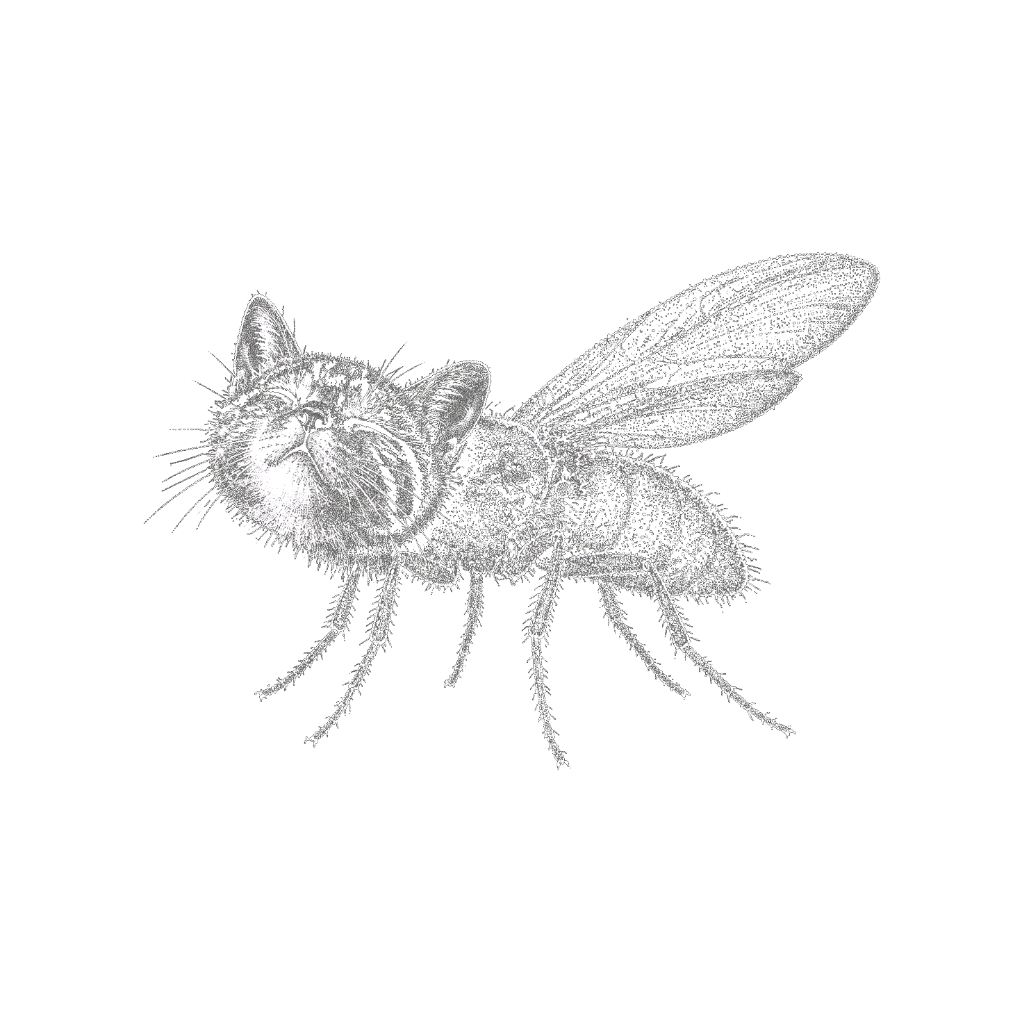 FLYCATE — a stipple engraving of a fly with a smiling tabby kitten head